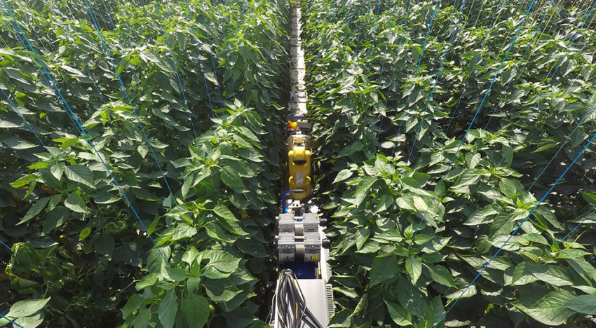 Vier telersverenigingen verdiepen zich in robotisering tuinbouw Vier telersverenigingen verdiepen zich in robotisering tuinbouw