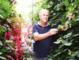Onderzoekers laten model van ideale plant functioneren in fictieve kas