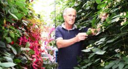 Onderzoekers laten model van ideale plant functioneren in fictieve kas