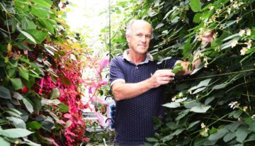 Onderzoekers laten model van ideale plant functioneren in fictieve kas
