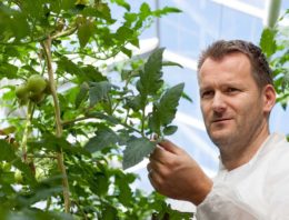 Tomatengalmijt zit wijder verspreid in kas dan gedacht