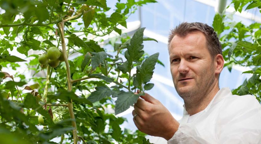 Tomatengalmijt zit wijder verspreid in kas dan gedacht