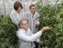 Jaarrond tomatenteelt energiezuiniger én productiever met juiste LED-licht