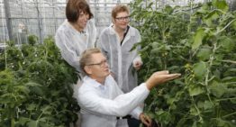 Jaarrond tomatenteelt energiezuiniger én productiever met juiste LED-licht