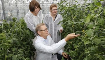 Jaarrond tomatenteelt energiezuiniger én productiever met juiste LED-licht