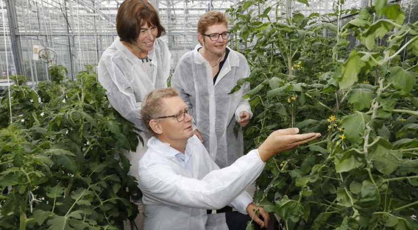 Jaarrond tomatenteelt energiezuiniger én productiever met juiste LED-licht