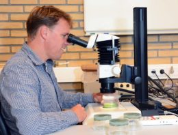 Kleine lieveheersbeestjes bieden perspectief tegen luizenprobleem