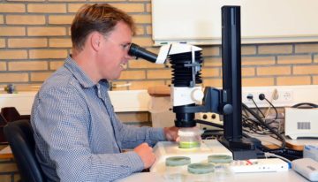 Kleine lieveheersbeestjes bieden perspectief tegen luizenprobleem