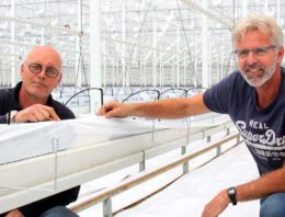 Tomatentelers spuiten chlooroplossing tegen oplopende infectiedruk