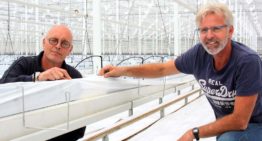 Tomatentelers spuiten chlooroplossing tegen oplopende infectiedruk