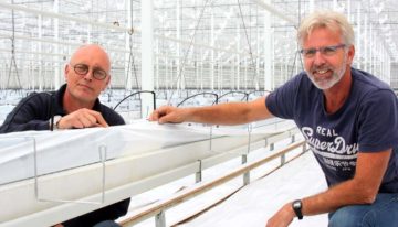Tomatentelers spuiten chlooroplossing tegen oplopende infectiedruk