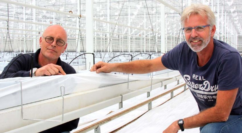 Tomatentelers spuiten chlooroplossing tegen oplopende infectiedruk