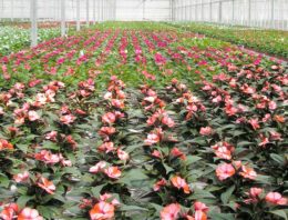 ‘Biologische klok ook belangrijk voor plantweerbaarheid’