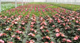 ‘Biologische klok ook belangrijk voor plantweerbaarheid’