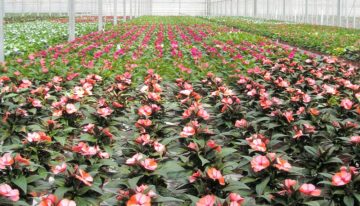 ‘Biologische klok ook belangrijk voor plantweerbaarheid’