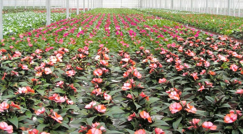 ‘Biologische klok ook belangrijk voor plantweerbaarheid’