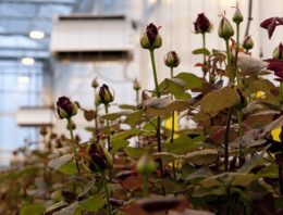 Rozen telen zonder fossiele energie is economisch haalbaar
