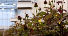 Rozen telen zonder fossiele energie is economisch haalbaar