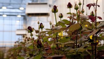 Rozen telen zonder fossiele energie is economisch haalbaar
