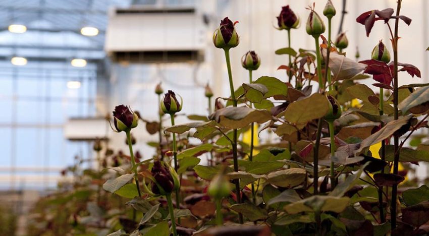 Rozen telen zonder fossiele energie is economisch haalbaar