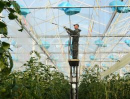 Houd plant generatief in strijd tegen crazy roots