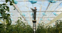 Houd plant generatief in strijd tegen crazy roots