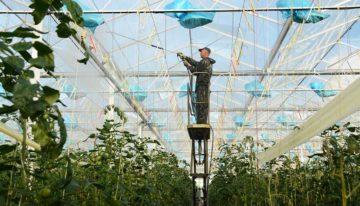 Houd plant generatief in strijd tegen crazy roots