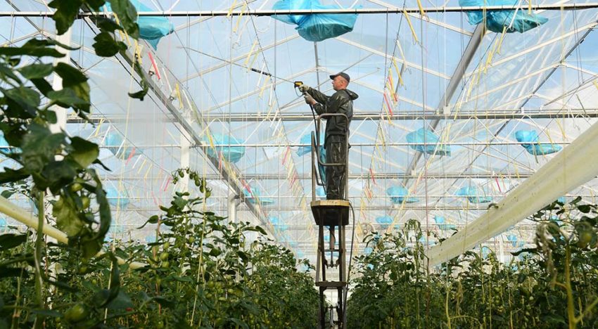 Houd plant generatief in strijd tegen crazy roots