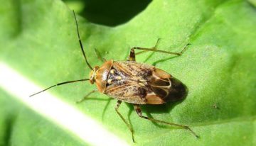 Meer wantsen en tripsen in de val