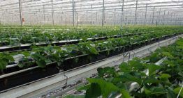 Royal Berry opent nieuwe kas in tuinbouwgebied NEXTgarden