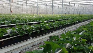 Royal Berry opent nieuwe kas in tuinbouwgebied NEXTgarden