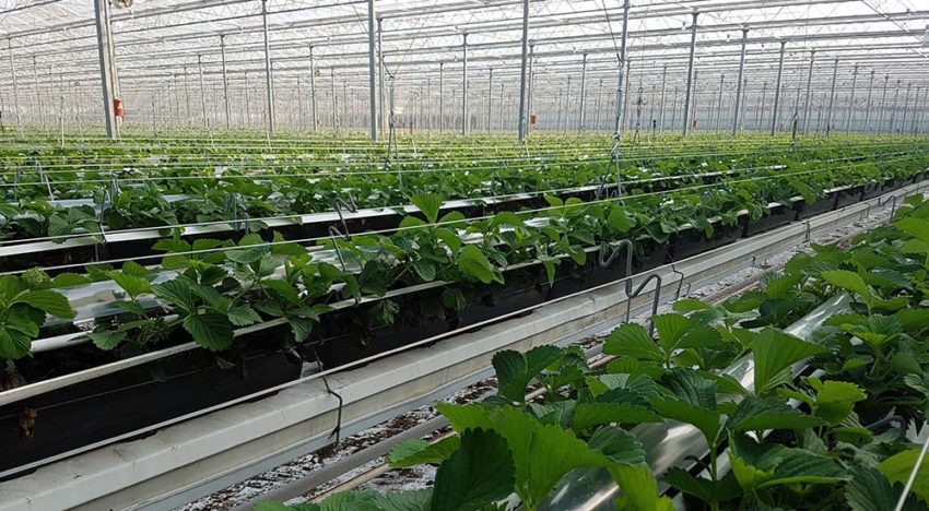 Royal Berry opent nieuwe kas in tuinbouwgebied NEXTgarden