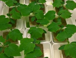 Aanbod plantversterkers en waterbehandelingen neemt toe