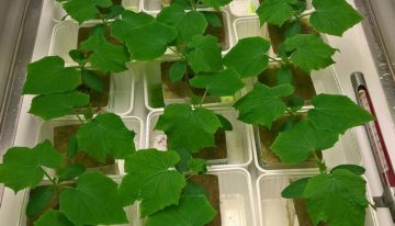 Aanbod plantversterkers en waterbehandelingen neemt toe