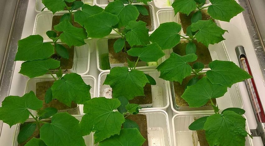 Aanbod plantversterkers en waterbehandelingen neemt toe