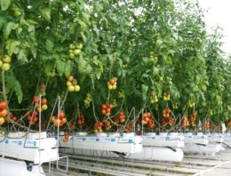 Sterk tomatengewas met minder gas in 2SaveEnergy Kas