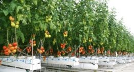 Sterk tomatengewas met minder gas in 2SaveEnergy Kas