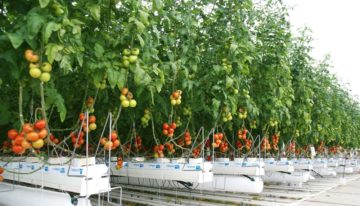 Sterk tomatengewas met minder gas in 2SaveEnergy Kas