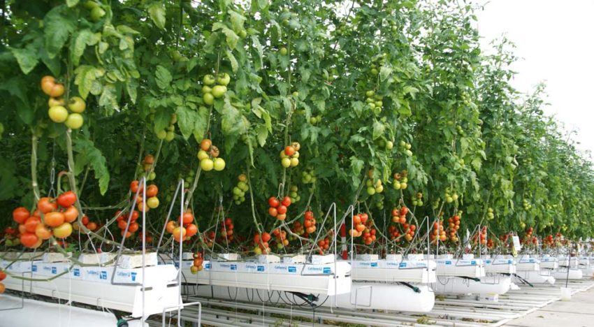 Sterk tomatengewas met minder gas in 2SaveEnergy Kas Sterk tomatengewas met minder gas in 2SaveEnergy Kas