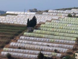 Versterken van tuinbouwsector in Libanon