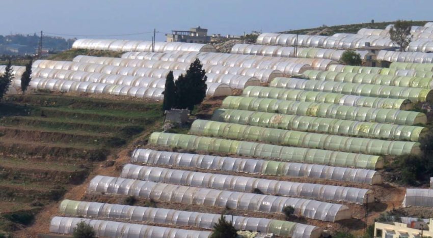Versterken van tuinbouwsector in Libanon