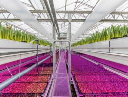 Snelle opmars LED’s in glastuinbouw