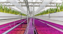 Snelle opmars LED’s in glastuinbouw