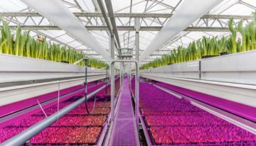 Snelle opmars LED’s in glastuinbouw