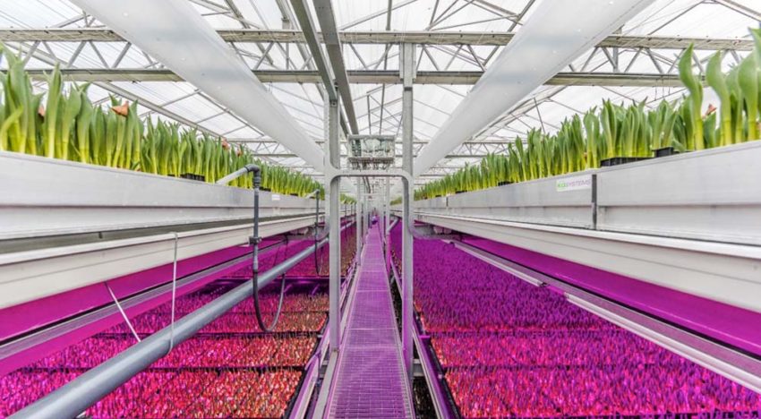 Snelle opmars LED’s in glastuinbouw