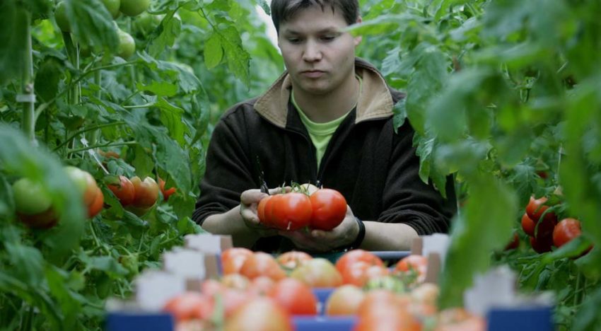 Inspelen op nieuwe teelttechnieken met bestaande én nieuwe rassen
