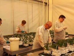 Sturen op plantafweer tegen ziekten en plagen