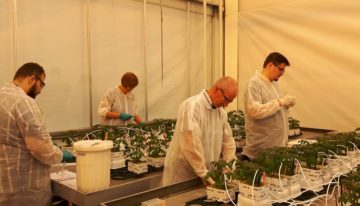 Sturen op plantafweer tegen ziekten en plagen