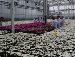 Interessante resultaten De Perfecte Chrysant