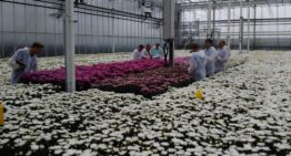 Interessante resultaten De Perfecte Chrysant